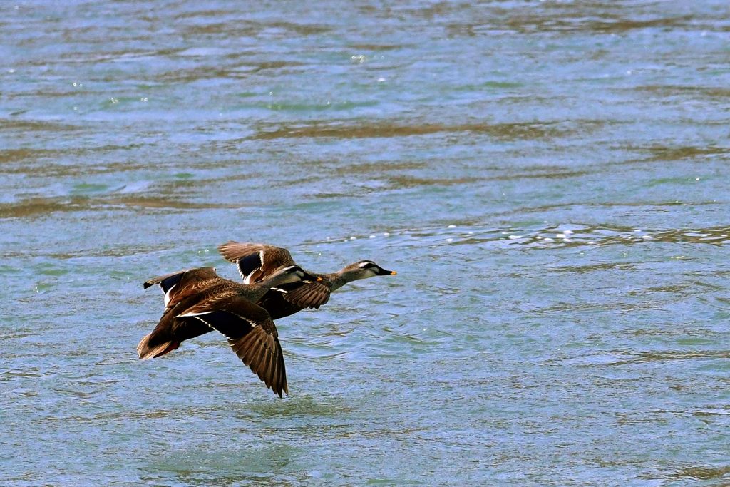 カモの舞い　DSC_7648