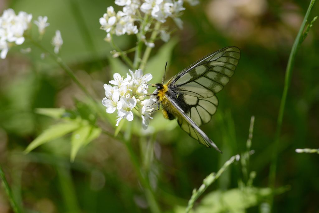 ウスバシロチョウ　３　DSC_4339