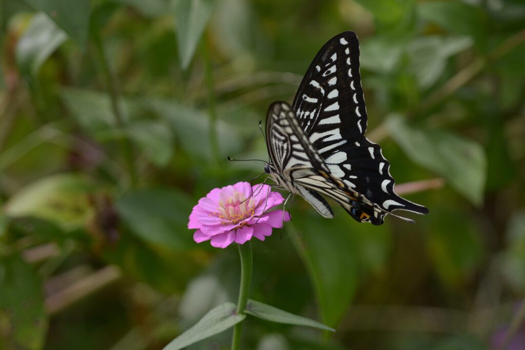 ピンクの花にナミアゲハ　　DSC_2014