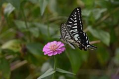 ピンクの花にナミアゲハ　　DSC_2014