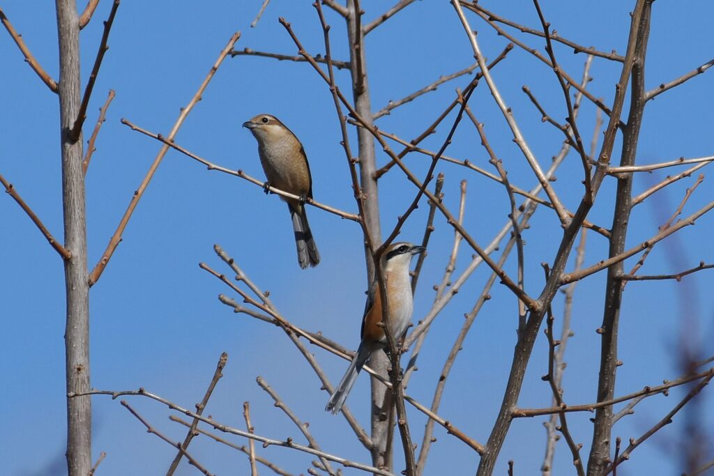 恋の季節　２　　DSC_4313