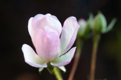 小さなバラ　　DSC03165