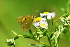 野の花にモンキチョウ　　　DSC_8808