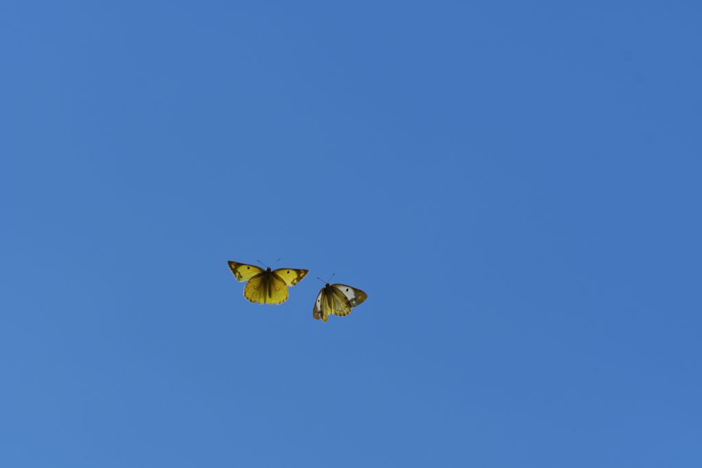 秋空の高みへ　DSC_0559