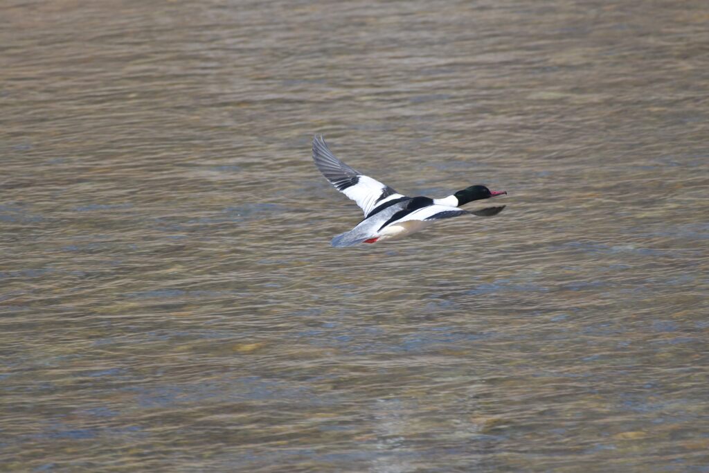 カワアイサ飛ぶ　　DSC_6976
