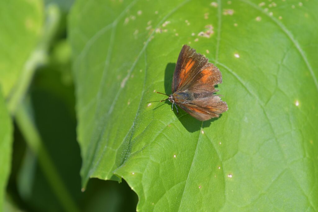 ウラギンシジミ　２　DSC_2833