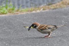 ごはんゲット！　　　DSC_2445