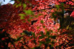 武田神社の「朱備え」　DSC_5152