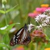 アサギマダラ　１　　　DSC_2957