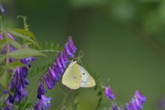 モンキチョウ　DSC_3802