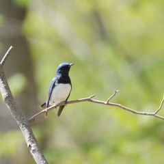 きをつけ！　　DSC_2609