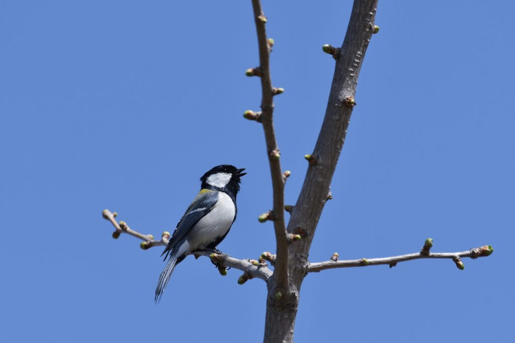 爽やかに唄う　　DSC_6876