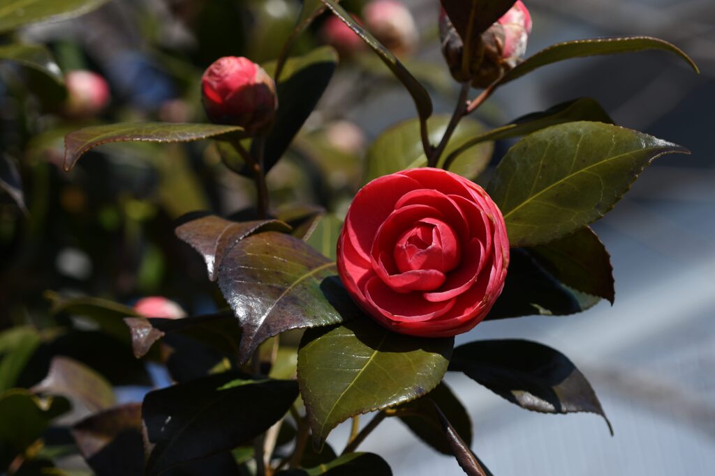 ツバキ咲く　　DSC_3946