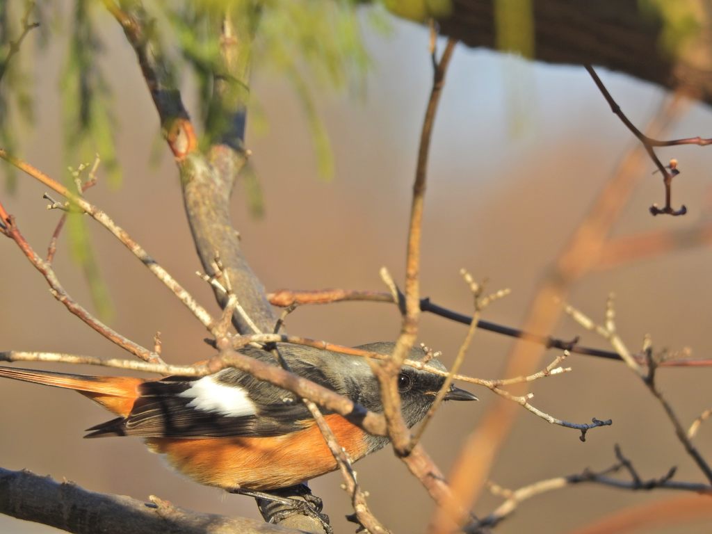 見つけたよ！　DSCN0770