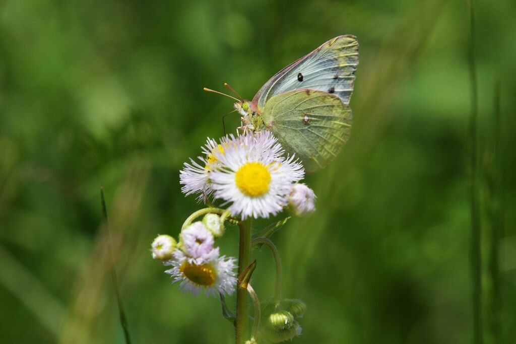 野の花にモンキチョウ　　DSC_7125
