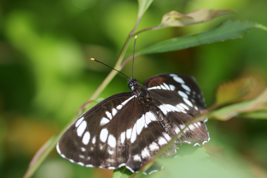 翅広げて　DSC_5387