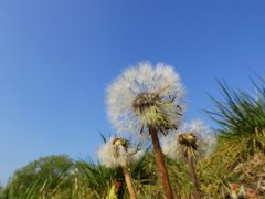 青空へ　DSCN4941
