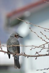 ちょっと物憂げな　　DSC_2351