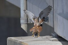 恋の季節　　DSC_7371