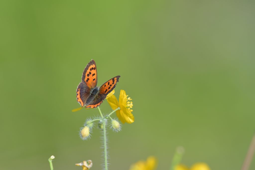 ベニシジミ　DSC_2824