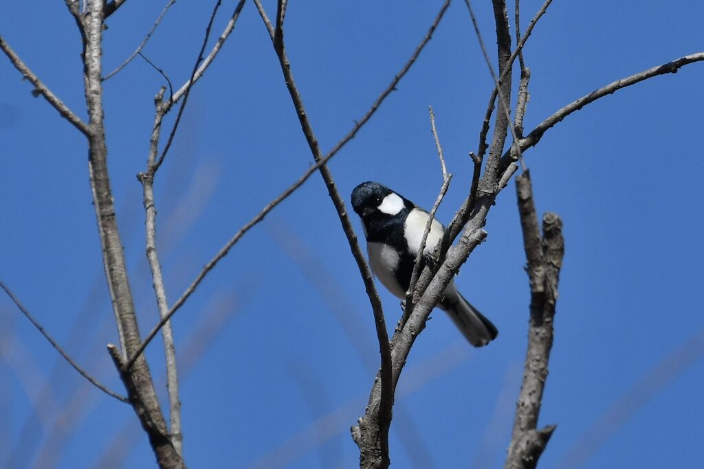 シジュウカラ　１　　　DSC_7400