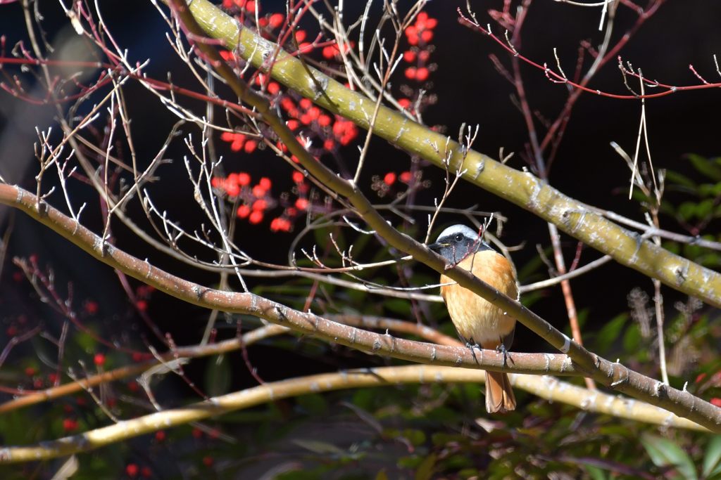 公園のジョビ太　２　DSC_5463