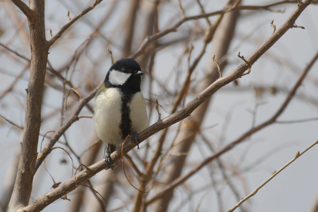 シジュウカラ　　DSC_0513