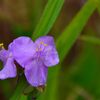 ムラサキツユクサ　　DSC_5597