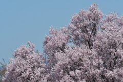 桜花満開　　DSC_1811