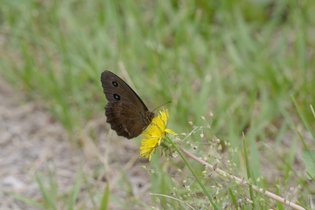 野の花にジャノメチョウ　DSC_6011