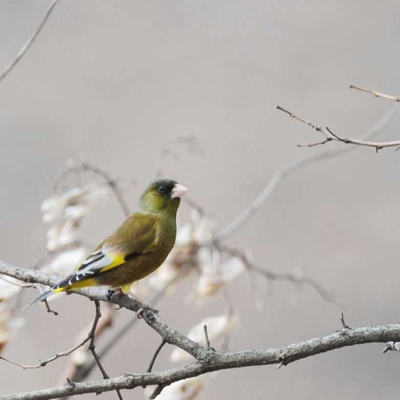 春を感じて　　DSC_0384