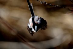 いくよーっ！　DSC_6604