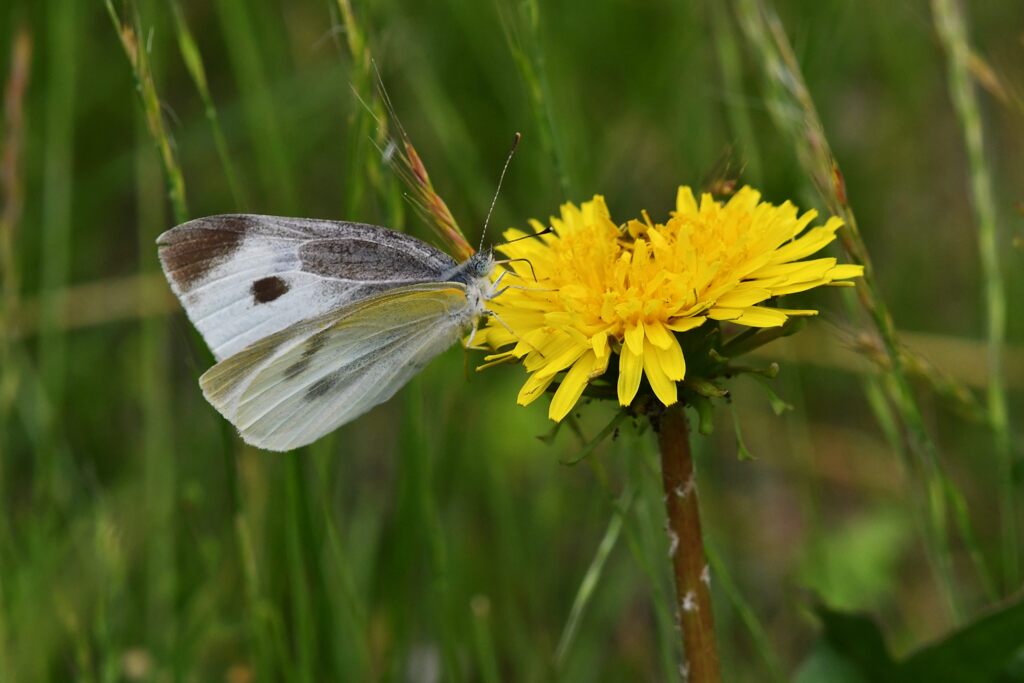 野の花にモンシロチョウ　　　DSC_8800