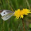 野の花にモンシロチョウ　　　DSC_8800