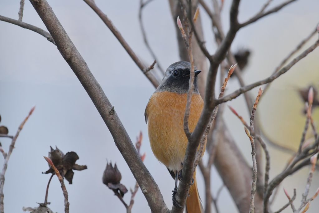 ごめん、尾羽が・・・　DSC_3228
