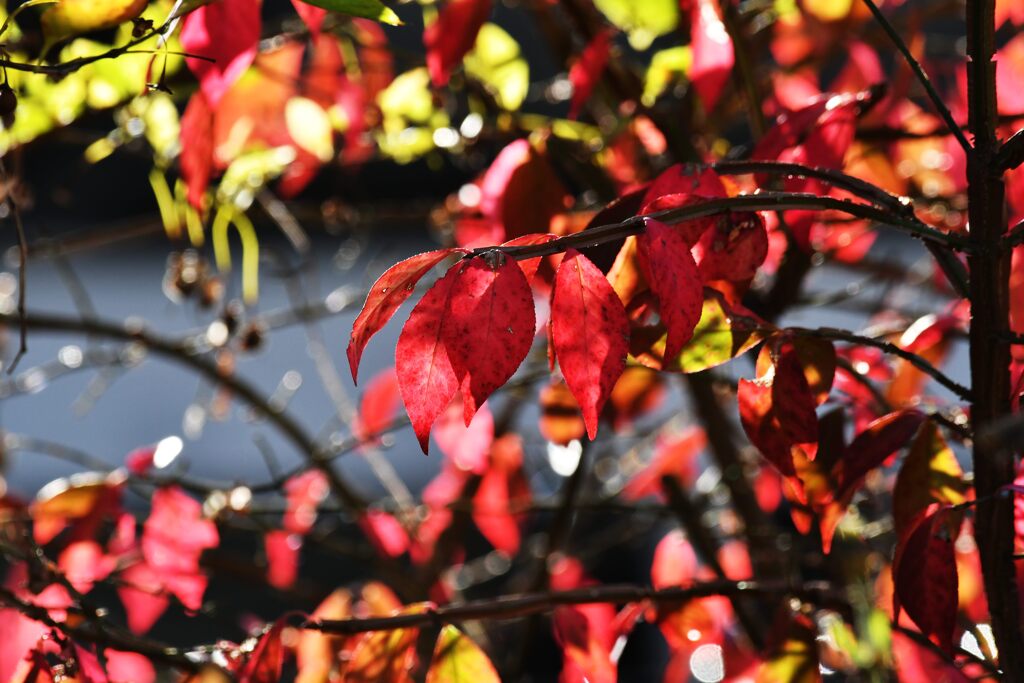 ニシキギの紅葉　　DSC_5066