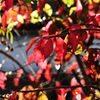 ニシキギの紅葉　　DSC_5066