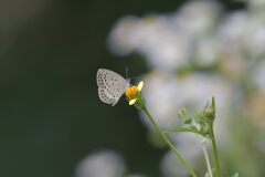 野の花にヤマトシジミ　　DSC_7136