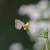 野の花にヤマトシジミ　　DSC_7136