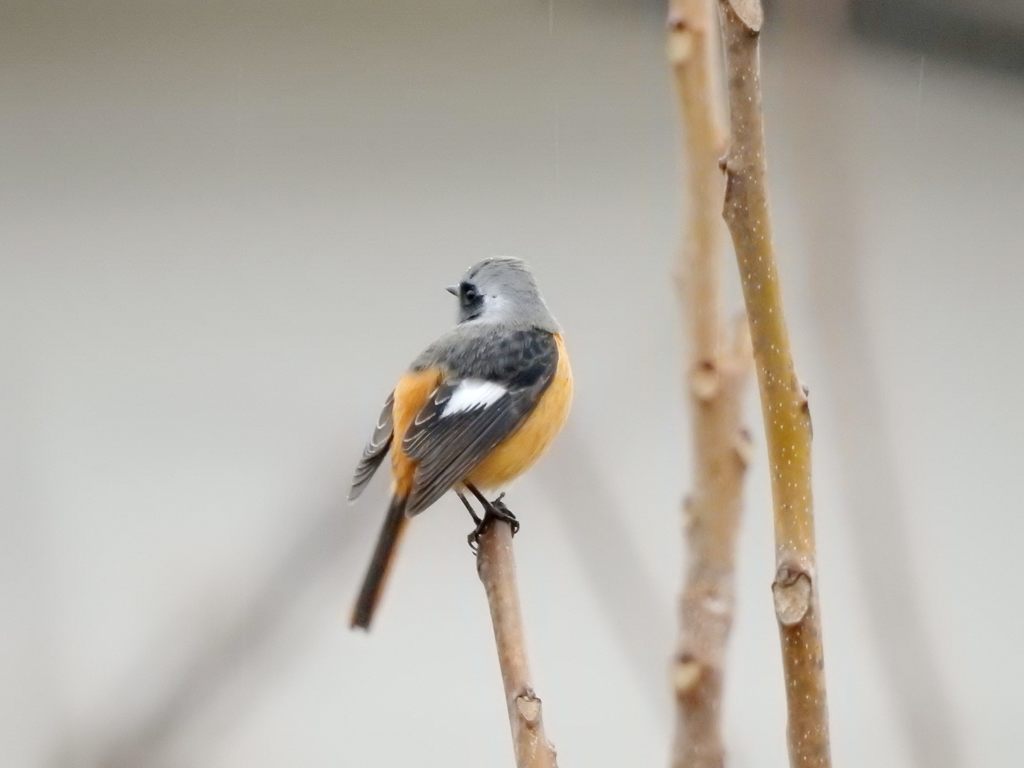 朝の雨に　２　　DSCN2227