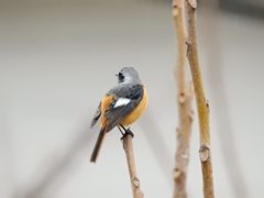 朝の雨に　２　　DSCN2227