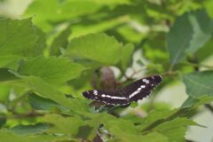 イチモンジチョウ　DSC_0710