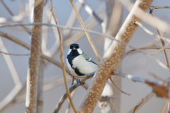 シジュウカラのご挨拶　DSC_4534