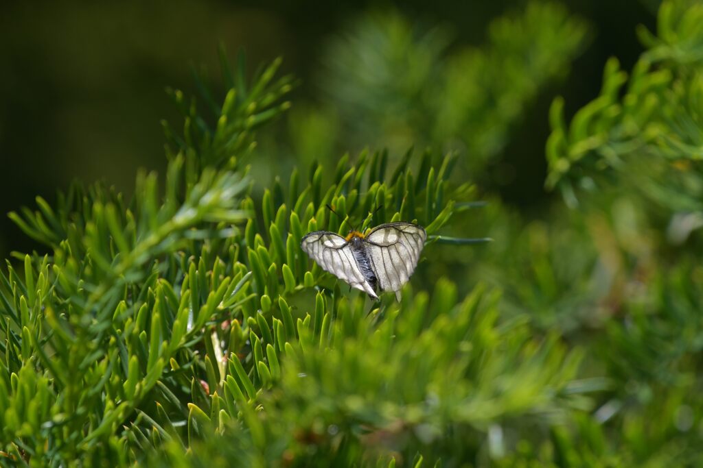 ウスバシロチョウ　　DSC_3915