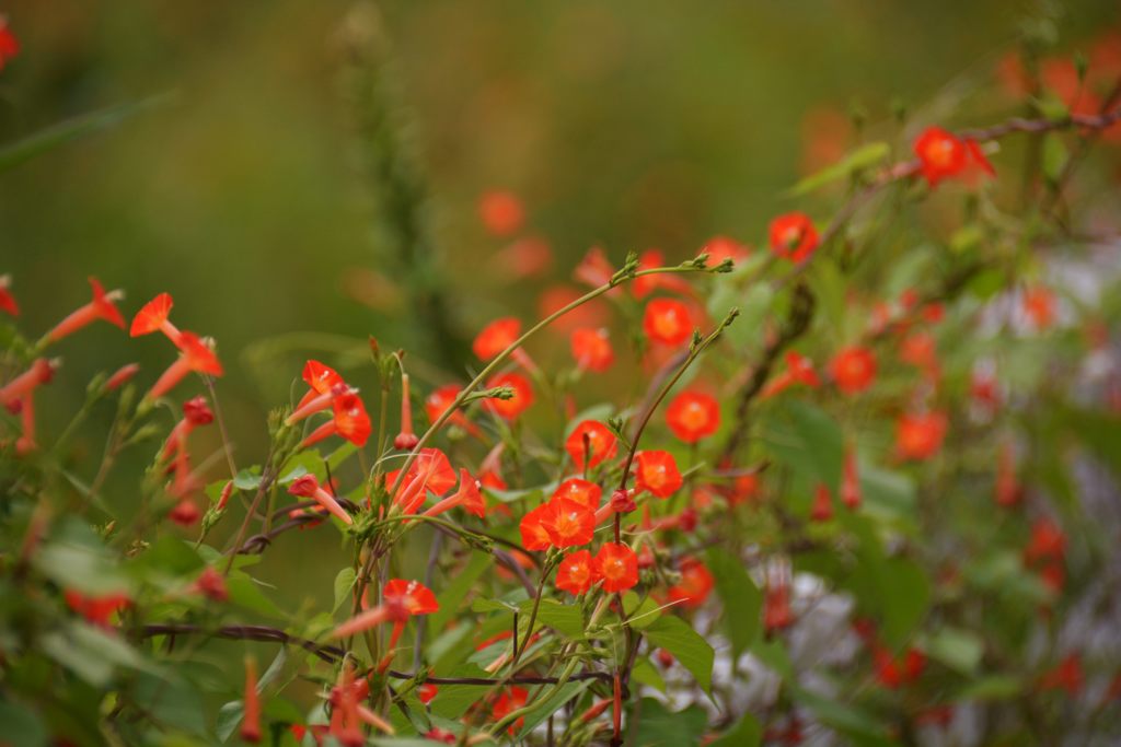 荒れ地の紅い朝　DSC_3235