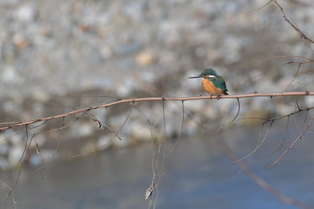 カワセミ　　DSC_2498