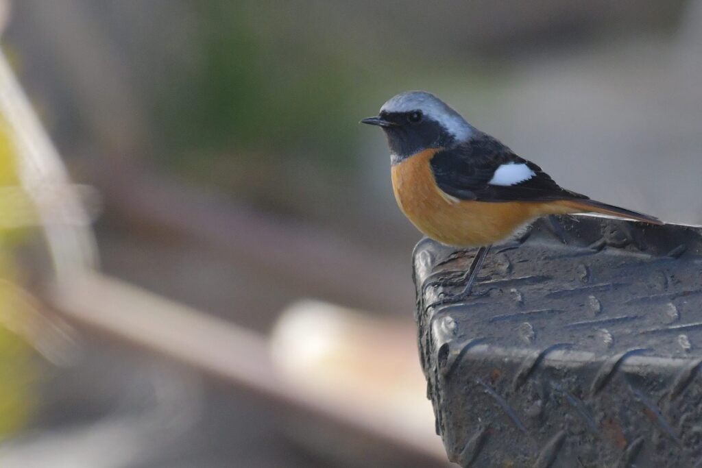 こんな所に　DSC_6390