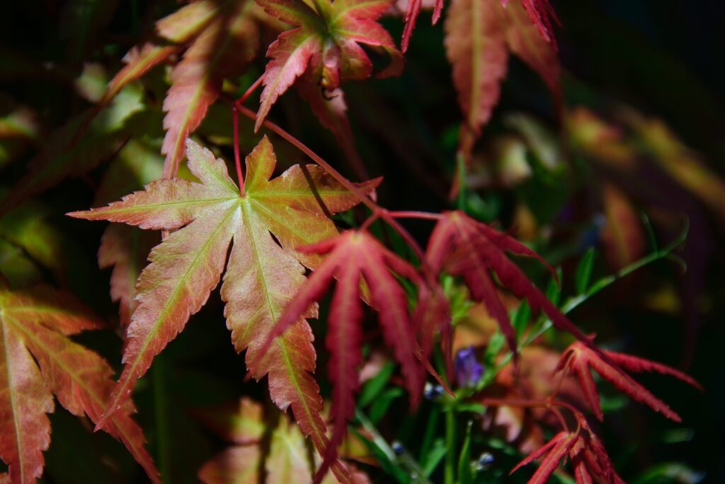 モミジ　　DSC_7064