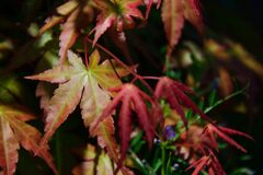 モミジ　　DSC_7064