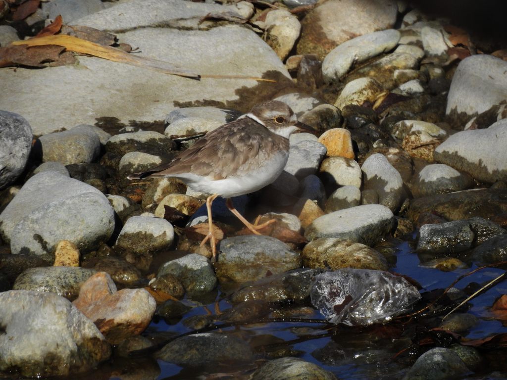 イカルチドリ　DSCN4169